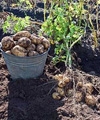 Root Vegetables For Your Garden