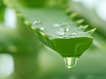 கற்றாழையின் அழகு நன்மைகள் 01-1404217368-3-aloevera