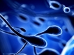 மனித உடலைப் பற்றிய சில சுவாரஸ்ய தகவல்கள்!!! 03-1404372280-11-sperm