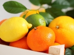 Indian Fat Burning Foods Men