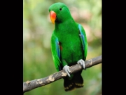 Top 6 Reasons to get a pet bird