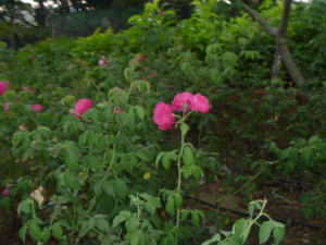 Rose Garden Rose Garden