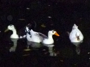 Ducks Ducks