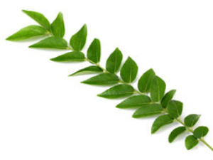25-curry-leaf.jpg