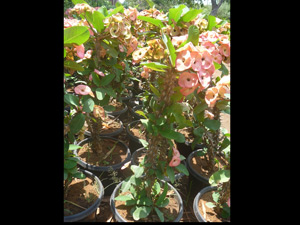 Water Well Your Garden 