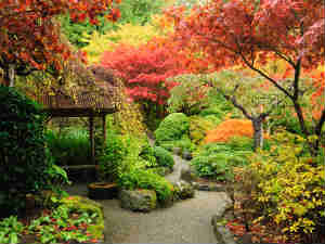 How Get Rid Weed From Garden 