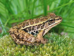 Frog S Secret Success 