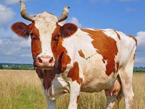 To Be Good Man Among People 