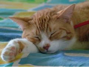 Brilliant Also Become Fool 