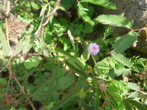 Medical Uses The Sensitive Plant 