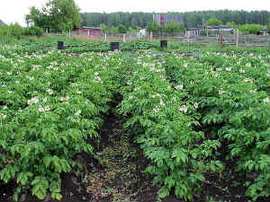 Natural Pesticides Eco Friendly Gardens 