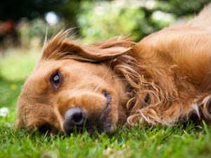How Find Your Dog Is Sick How Find Your Dog Is Sick