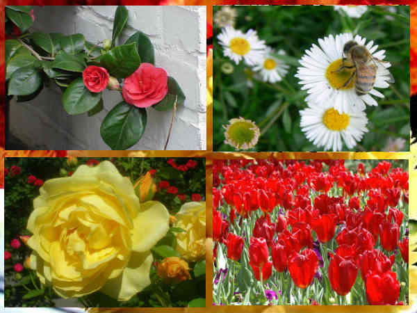 list common flowers your garden list common flowers your garden