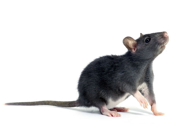 tips get rid rats from your home 