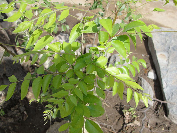 01-1380610984-5-curryleaves.jpg
