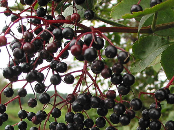 எல்டர்பெர்ரி (Elderberry) 