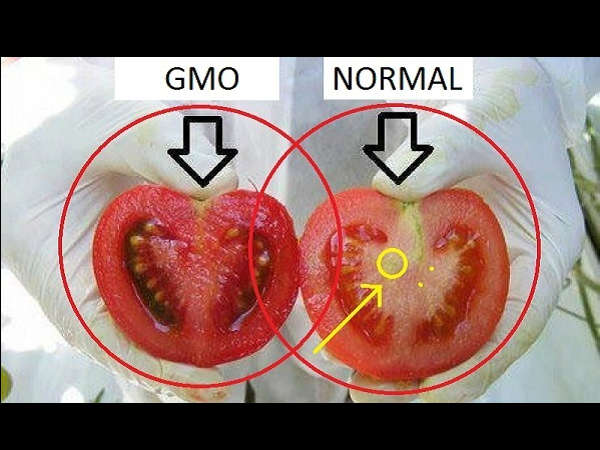 Here's How To Identify GMO Tomatoes