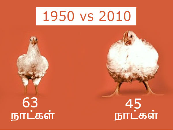 Five Horrifying Facts About Chickens!