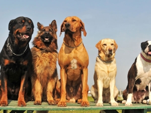 How to Read Your Dog's Body Language