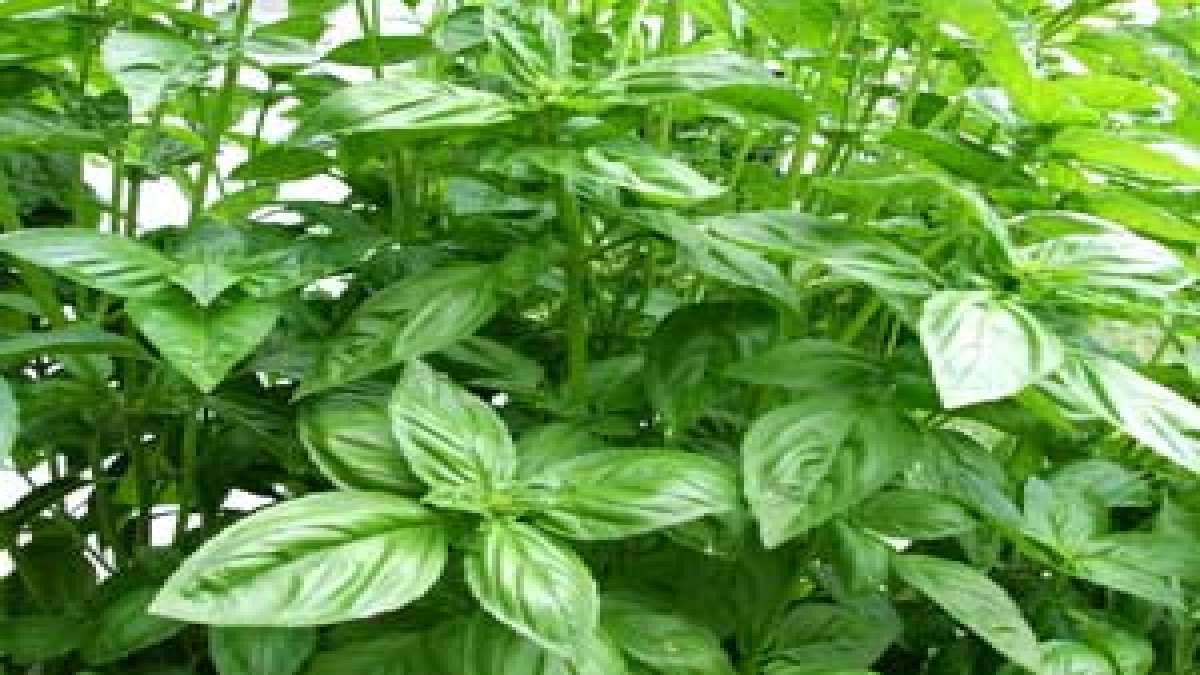 விஷப் பருவை குணப்படுத்தும் திருநீற்றுப் பச்சிலை Health Benefits of