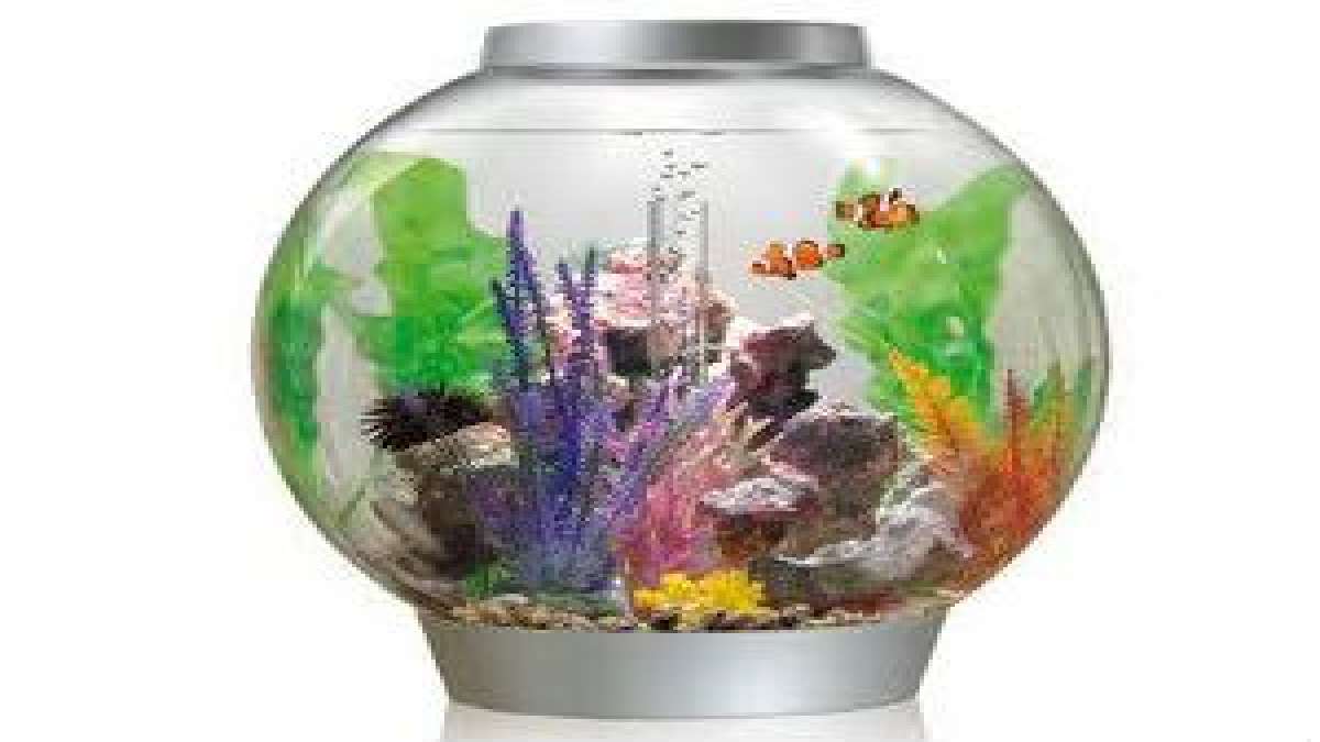 கோடையில மீன் தொட்டியை கூலா வைங்க! How To Keep Fish Tank Cool In