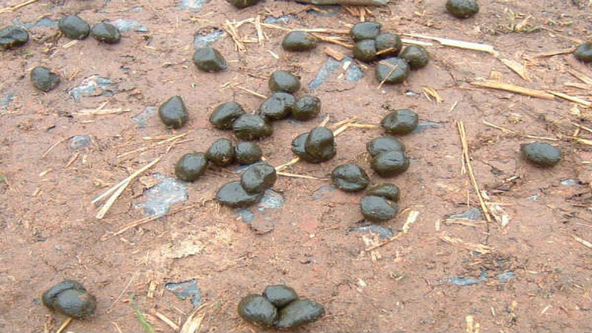 ஆட்டுப் புழுக்கை மட்டும் ரவுண்டு, ரவுண்டாக இருப்பது ஏன்? மூக்கு மூடாம