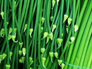 உடல் நோய் தீர்க்கும் வெங்காயப் ...