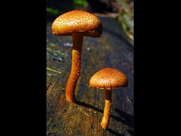 ஃபோலியோட்டா இனம் (Pholiota sp.)
