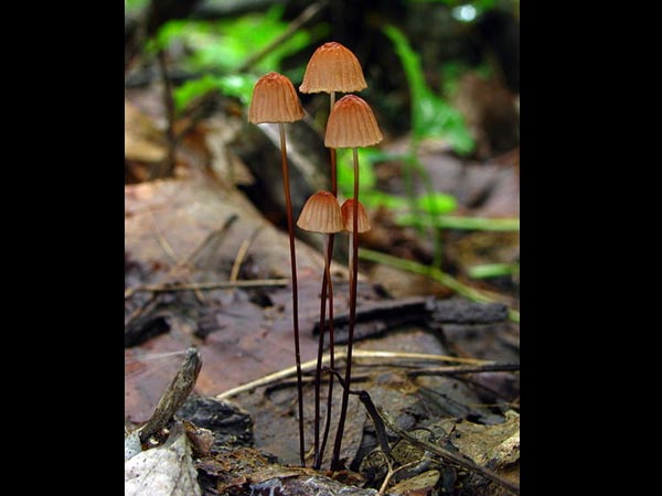 மராஸ்மியஸ் இனம் (Marasmius sp.)