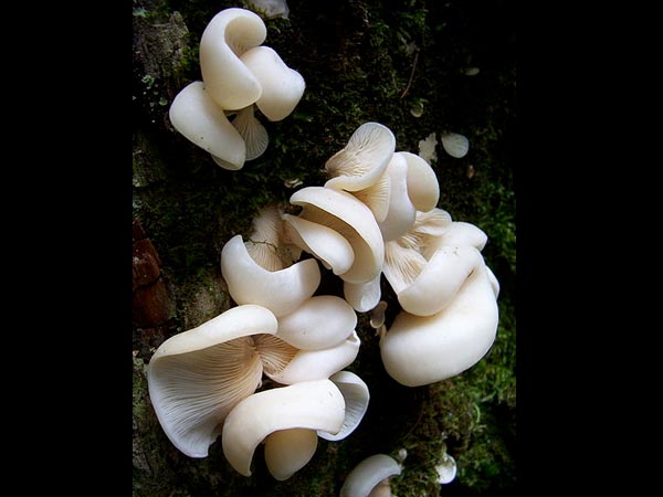 ப்ளியூராசைபெல்லா போரிஜென்ஸ் (Pleurocybella porrigens)