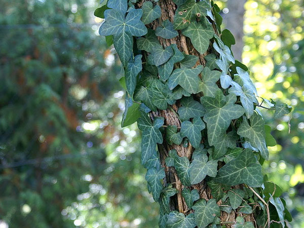 ஐவி (Ivy)