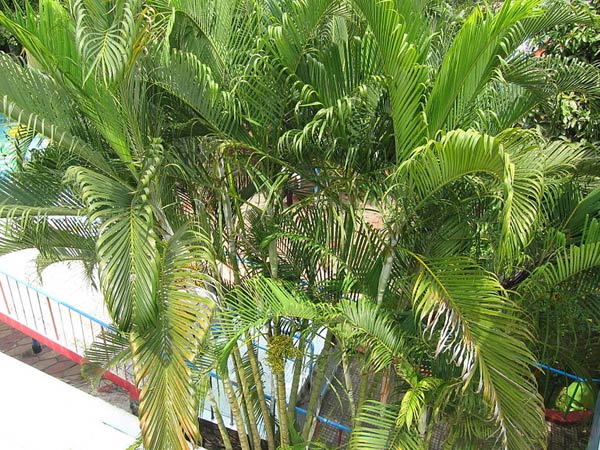 கமுகு மரம் (Areca Palm)