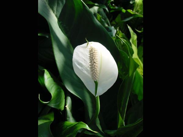 பீஸ் லில்லி (Peace lilly)