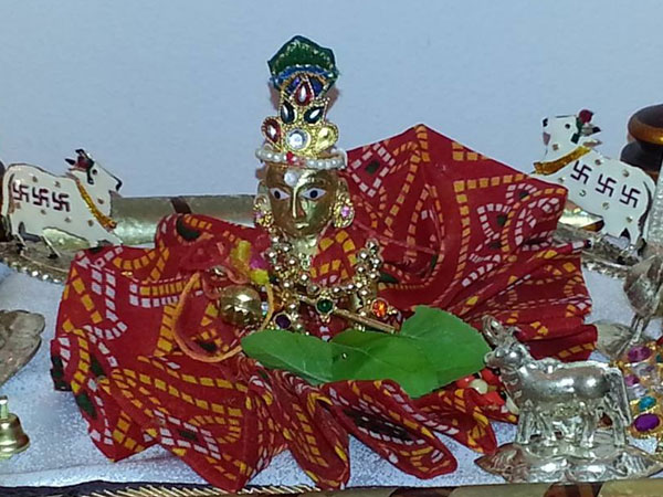 மாடுகள்