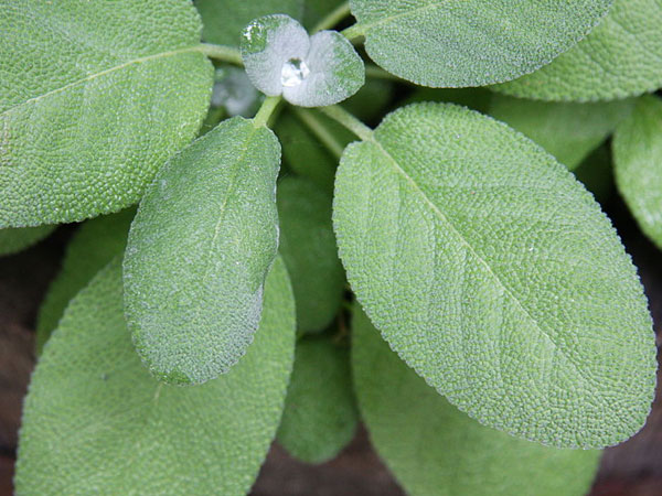 சேஜ் (Sage)
