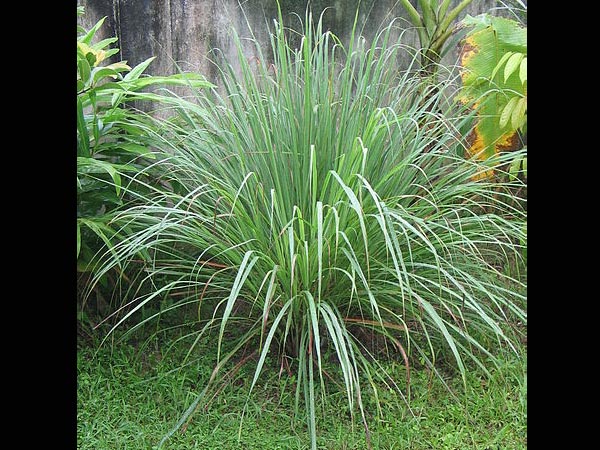 எலுமிச்சை புல் (Lemon Grass)