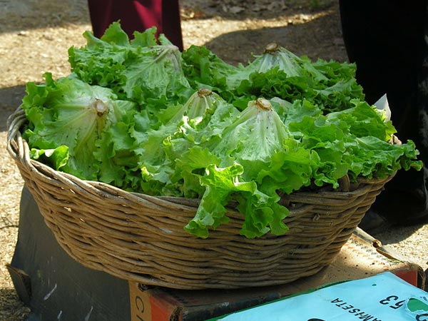 லெட்யூஸ் (Lettuce)