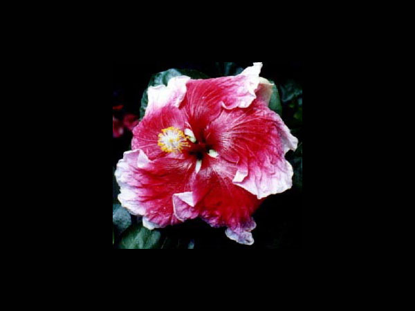 செக்கர்டு செம்பருத்தி (Checkered Hibiscus)