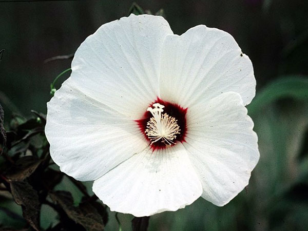 மஸ்சூடஸ் செம்பருத்தி (Hibiscus Moscheutos)