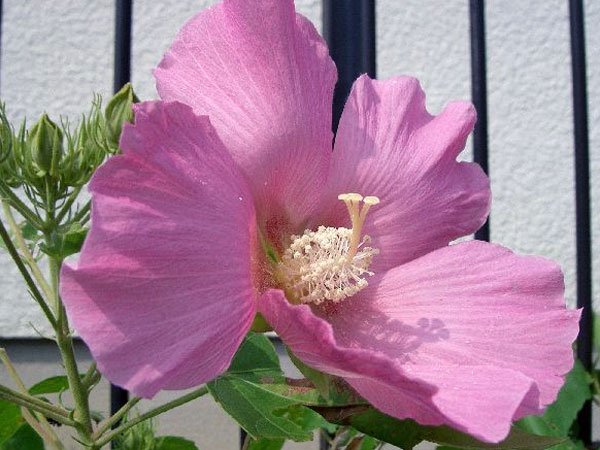 செம்பருத்தி முடாபிலிஸ் (Hibiscus mutabilis)