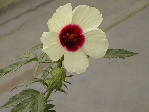 செம்பருத்தி கானாபினஸ் (Hibiscus cannabinus)