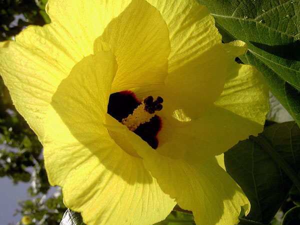 டிலியாசியஸ் செம்பருத்தி (Hibiscus tiliaceus)