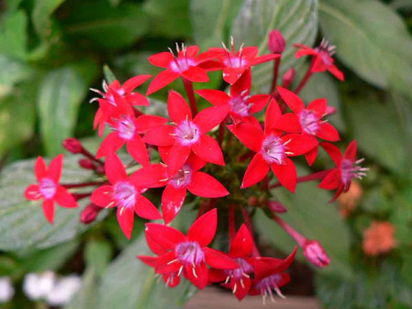 சிவப்பு மலர்கள்