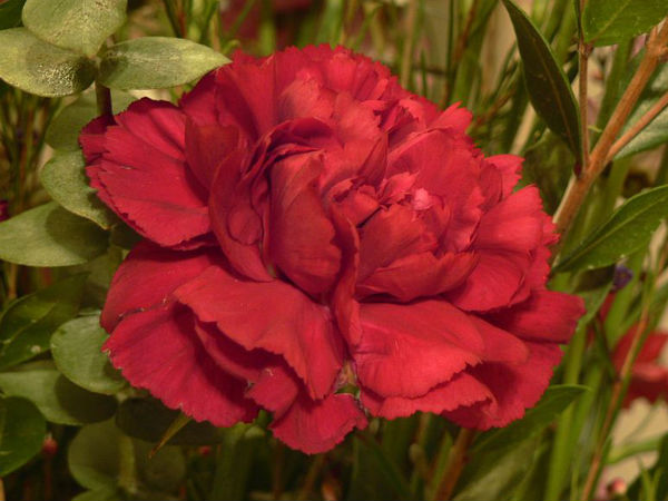 கார்னேஷன் (Carnation)
