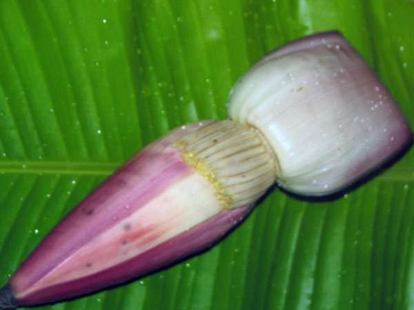 செய்முறை
