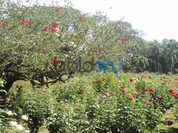 மலர் கண்காட்சியில் இடம் பெற்ற பல்வேறு ரோஜாக்கள்