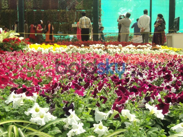 பலவண்ண மலர்கள்