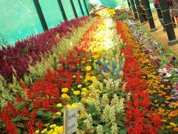 அழகான வரிசையில் பூக்கள்