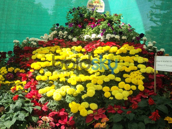 மஞ்சள் சாமந்திகள்