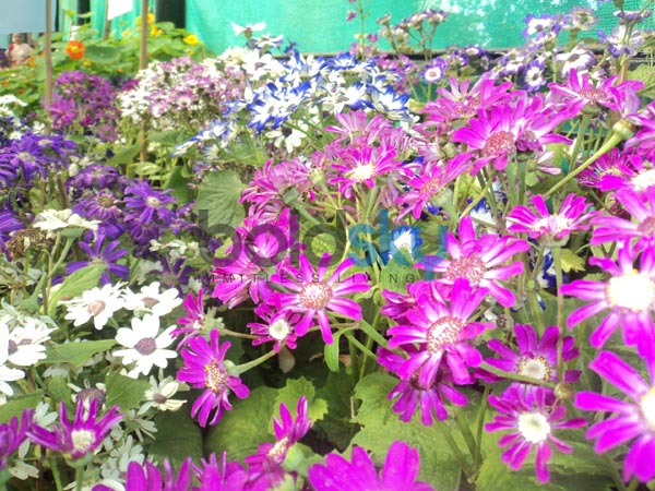 மலர் கண்காட்சியில் இடம் பெற்ற அழகான மலர்கள்